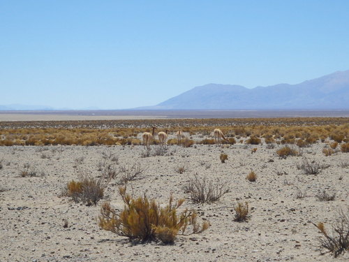 Vicu&ntilde;as.